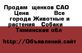 Продам ,щенков САО. › Цена ­ 30 000 - Все города Животные и растения » Собаки   . Тюменская обл.